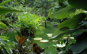 Превью обои пруд, растительность, листья, сочные, зелень, флора