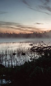 Превью обои пруд, трава, деревья, туман, рассвет