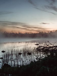 Превью обои пруд, трава, деревья, туман, рассвет