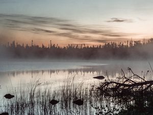 Превью обои пруд, трава, деревья, туман, рассвет