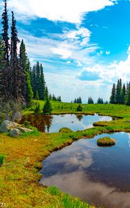 Превью обои пруд, вода, трава, деревья, природа