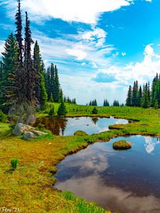 Превью обои пруд, вода, трава, деревья, природа