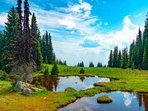 Превью обои пруд, вода, трава, деревья, природа