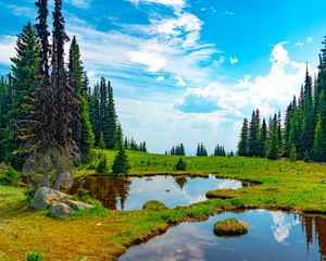 Превью обои пруд, вода, трава, деревья, природа