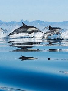 Превью обои прыжок, водная гладь, дельфины