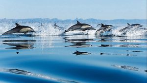 Превью обои прыжок, водная гладь, дельфины