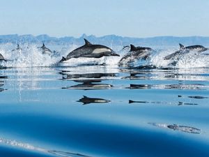 Превью обои прыжок, водная гладь, дельфины