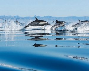 Превью обои прыжок, водная гладь, дельфины