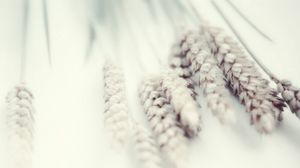 Превью обои пшеница, белый, нежность, растение