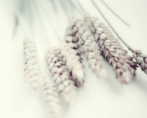 Превью обои пшеница, белый, нежность, растение