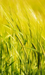 Превью обои пшеница, колос, поле, зеленый