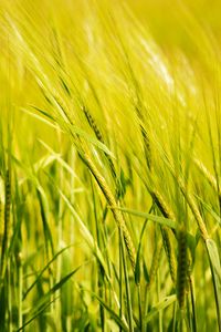 Превью обои пшеница, колос, поле, зеленый