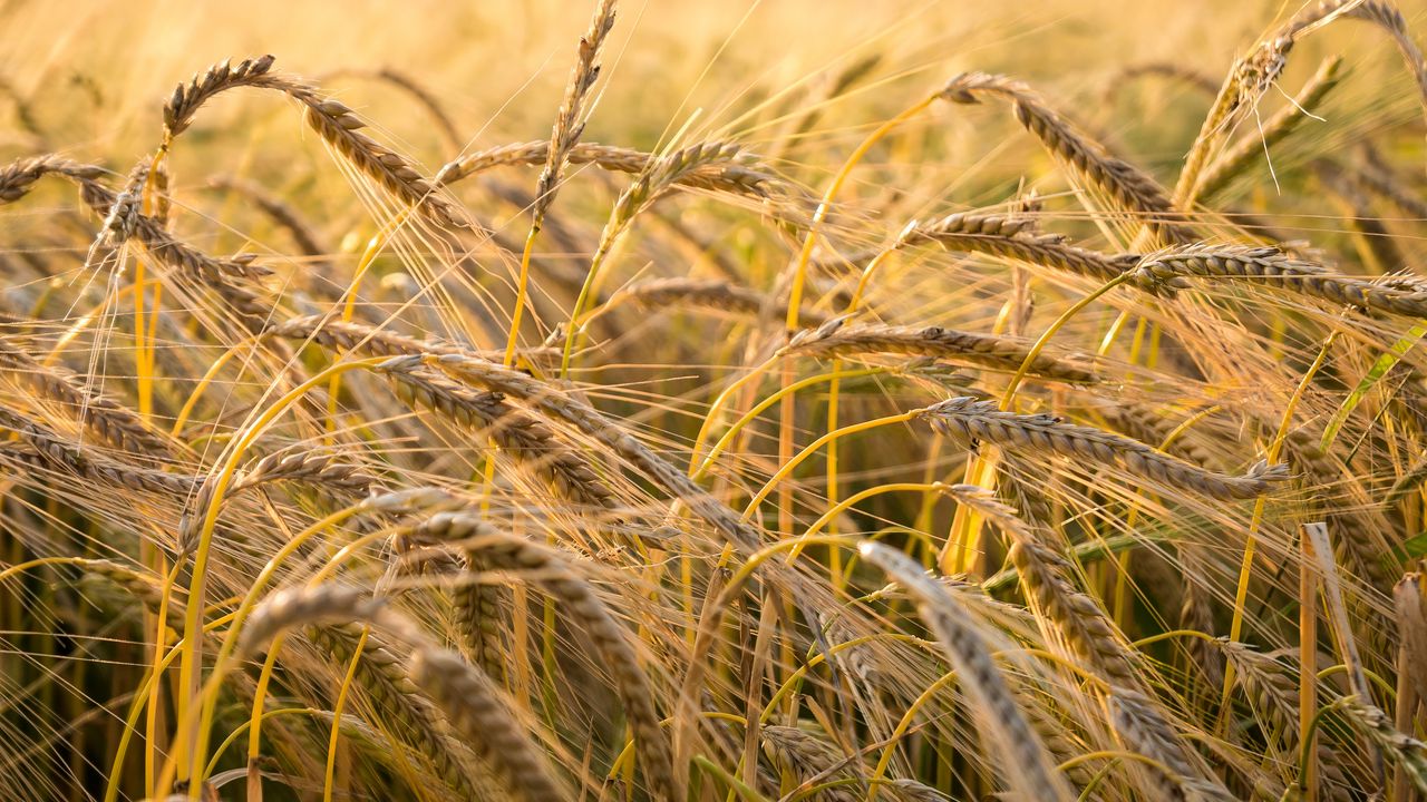 Обои пшеница, колос, поле, природа, макро