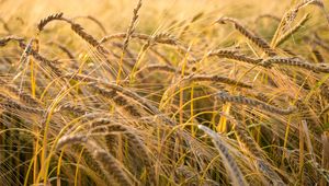 Превью обои пшеница, колос, поле, природа, макро