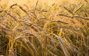 Превью обои пшеница, колос, поле, природа, макро