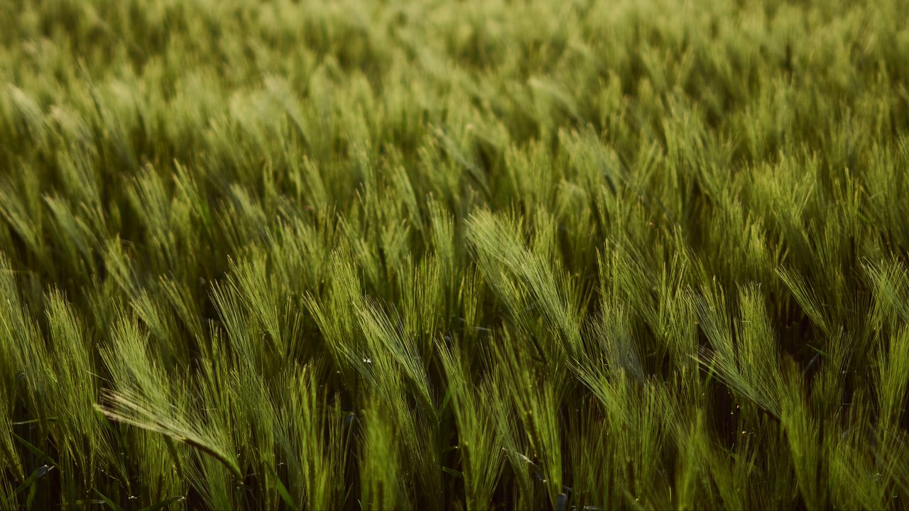 Обои пшеница, колосья, поле, зеленый, густой, урожай