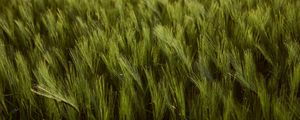 Превью обои пшеница, колосья, поле, зеленый, густой, урожай