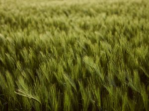 Превью обои пшеница, колосья, поле, зеленый, густой, урожай
