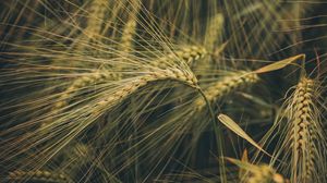 Превью обои пшеница, колосья, поле, трава