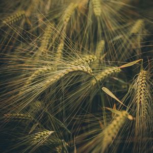 Превью обои пшеница, колосья, поле, трава