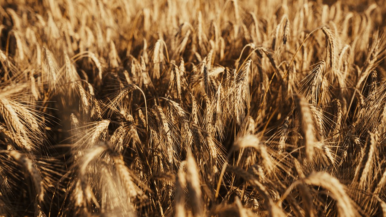 Обои пшеница, колосья, поле, сухой