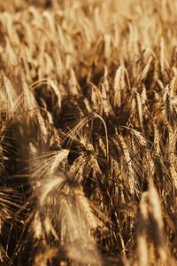 Превью обои пшеница, колосья, поле, сухой