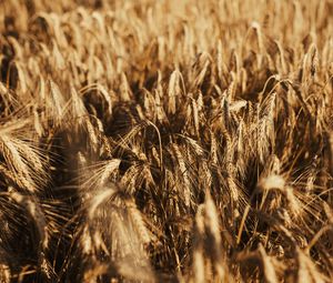 Превью обои пшеница, колосья, поле, сухой