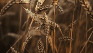 Превью обои пшеница, колосья, поле, сухой, трава