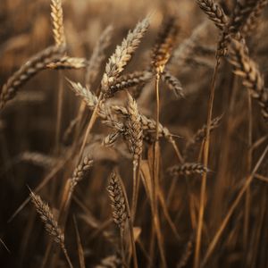 Превью обои пшеница, колосья, поле, сухой, трава