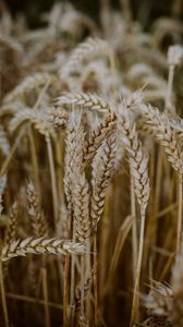 Превью обои пшеница, колосья, поле, сухой, макро