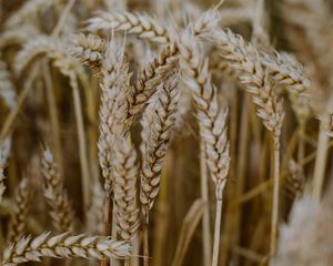 Превью обои пшеница, колосья, поле, сухой, макро