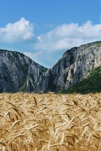 Превью обои пшеница, колосья, поле, горы, природа