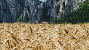 Превью обои пшеница, колосья, поле, горы, природа