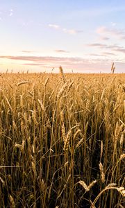 Превью обои пшеница, колосья, поле, лето, природа, пейзаж
