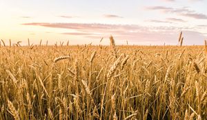 Превью обои пшеница, колосья, поле, лето, природа, пейзаж