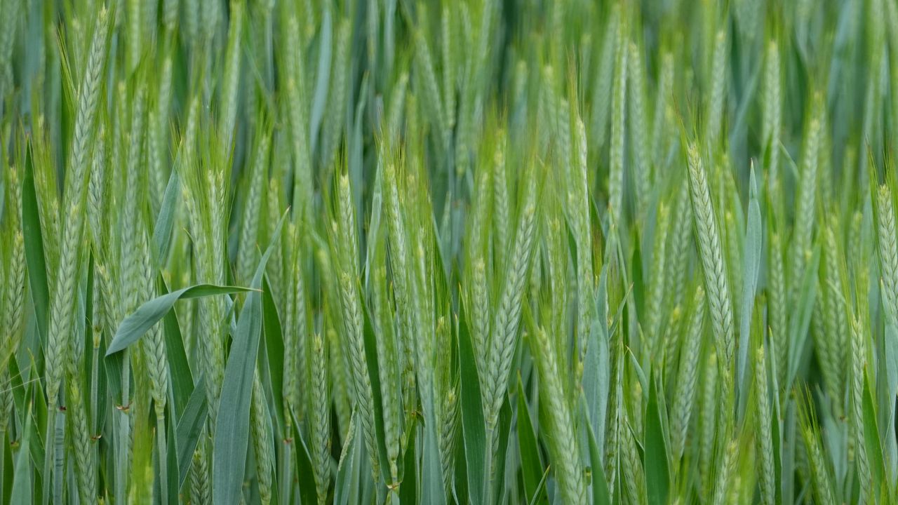 Обои пшеница, колосья, поле, макро, зеленый