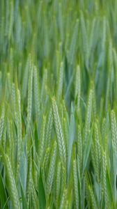 Превью обои пшеница, колосья, поле, макро, зеленый