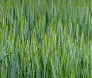 Превью обои пшеница, колосья, поле, макро, зеленый