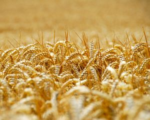 Превью обои пшеница, колосья, поле