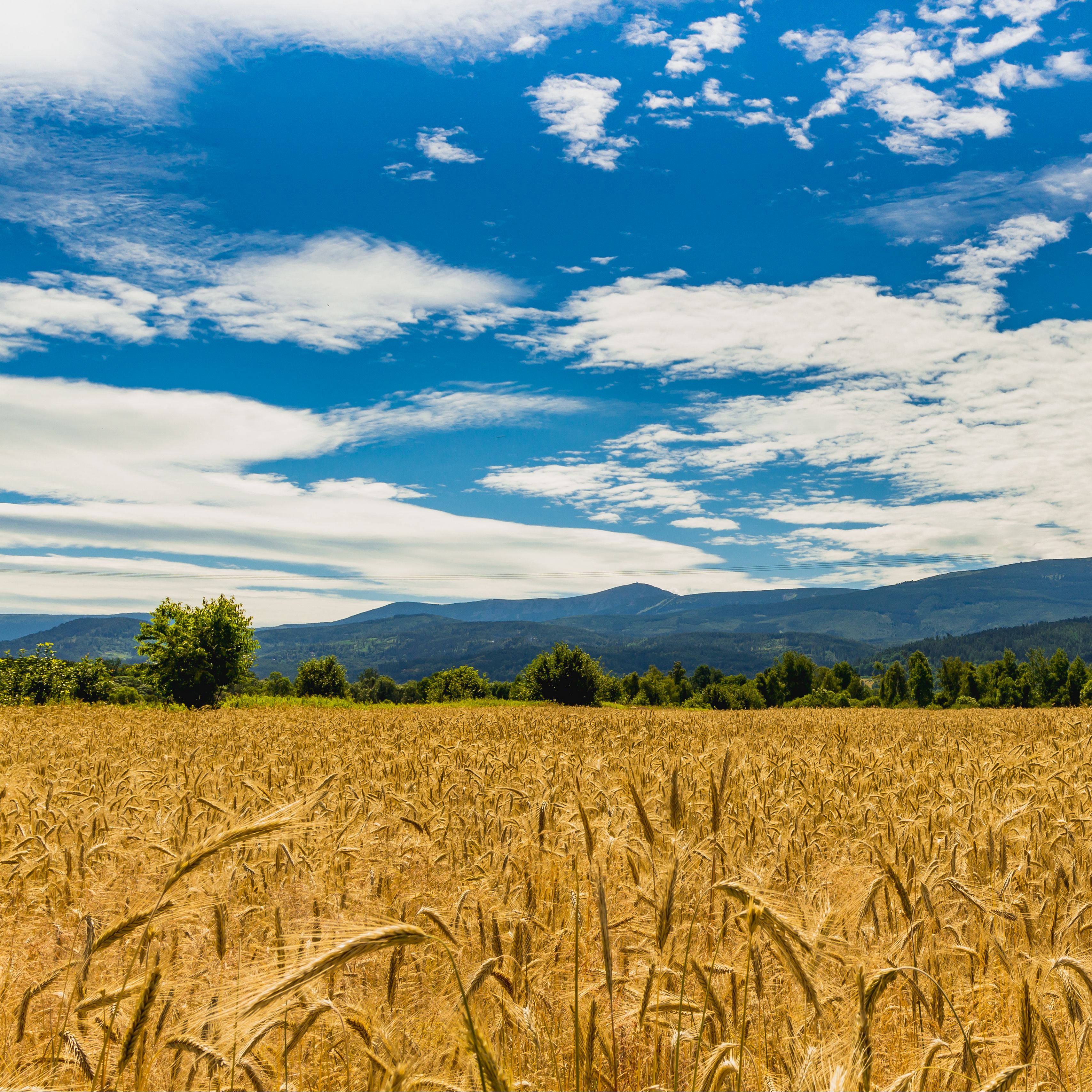 Пшеничные поля Молдавии