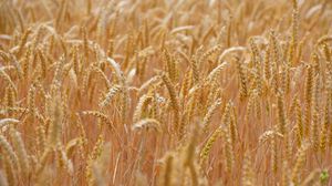 Превью обои пшеница, колосья, поле, размытие