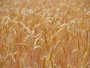 Превью обои пшеница, колосья, поле, размытие