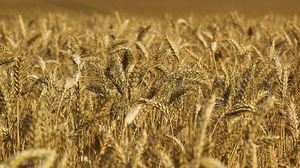 Превью обои пшеница, колосья, поле, природа, макро