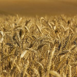 Превью обои пшеница, колосья, поле, природа, макро