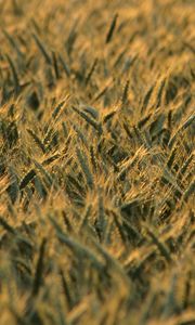Превью обои пшеница, колосья, поле, блюр, лето