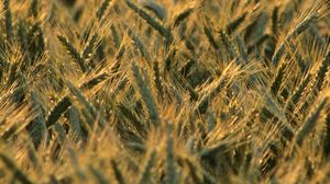 Превью обои пшеница, колосья, поле, блюр, лето