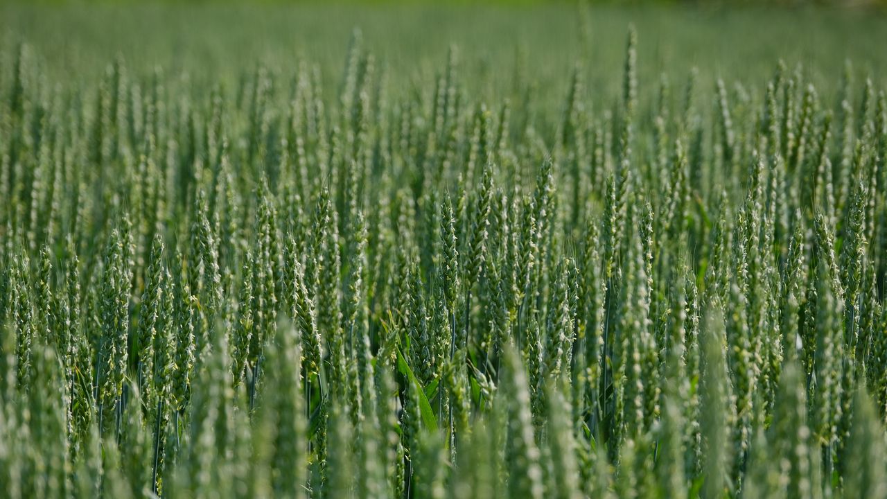 Обои пшеница, колосья, поле, зеленый