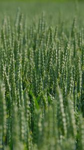 Превью обои пшеница, колосья, поле, зеленый