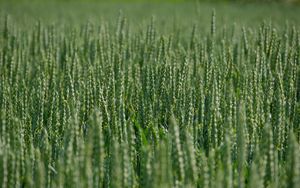 Превью обои пшеница, колосья, поле, зеленый