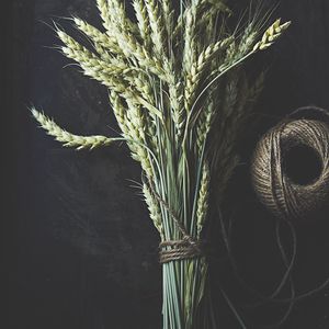 Превью обои пшеница, колосья, стебли, макро